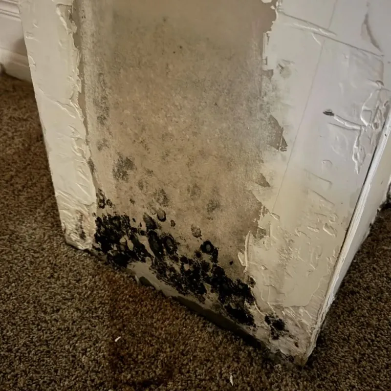 Professional Mold Removal in Fridley, MN